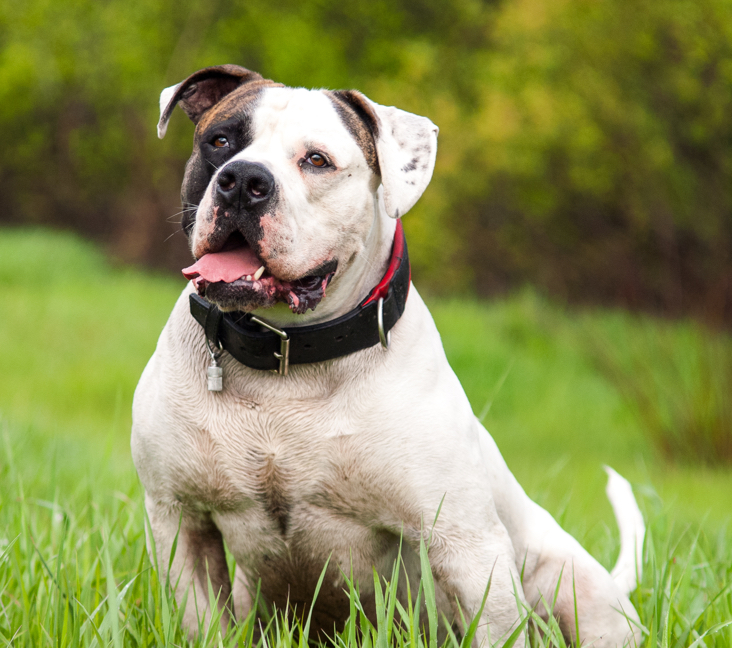 american bulldog rescue florida