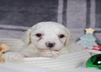 cockapoo for sale chicago