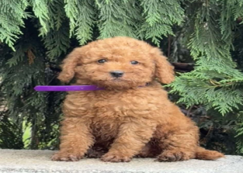 labradoodle adoption florida