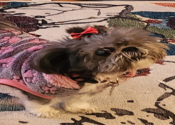 petco springfield grooming