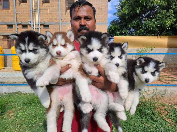 price of husky puppy in india