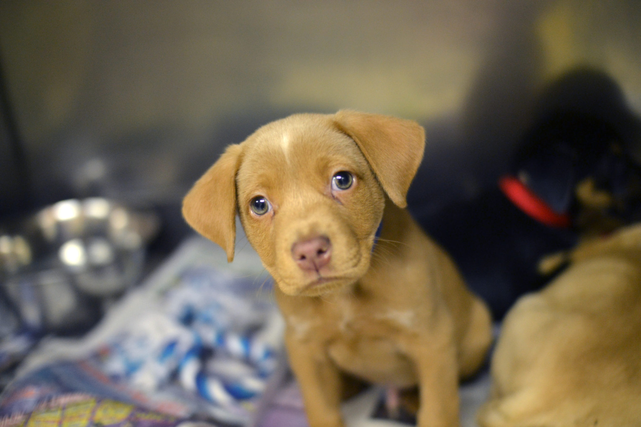 small dogs to adopt in michigan