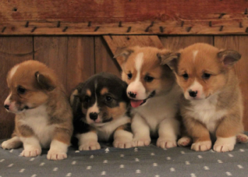 corgi breeders indiana