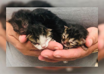 kittens for sale rhode island