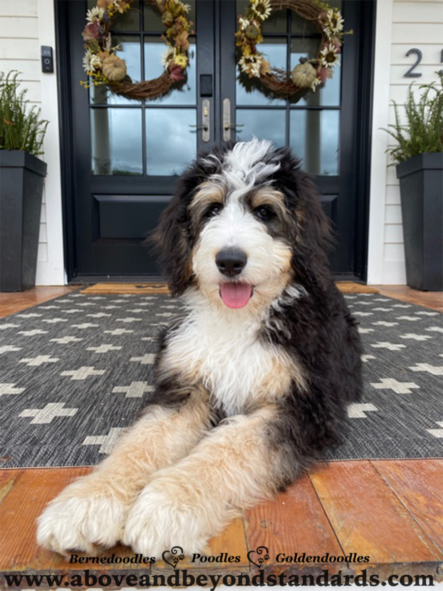 bernedoodle north carolina