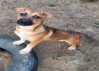 corgi dachshund mix puppies for sale