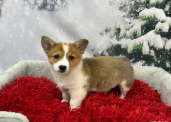 corgi for sale craigslist