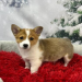 corgi for sale craigslist