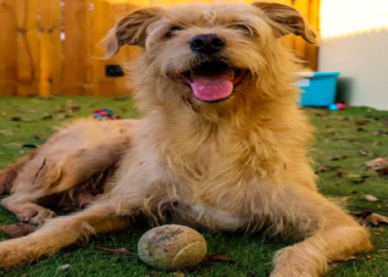 wheaten terrier rescue near me