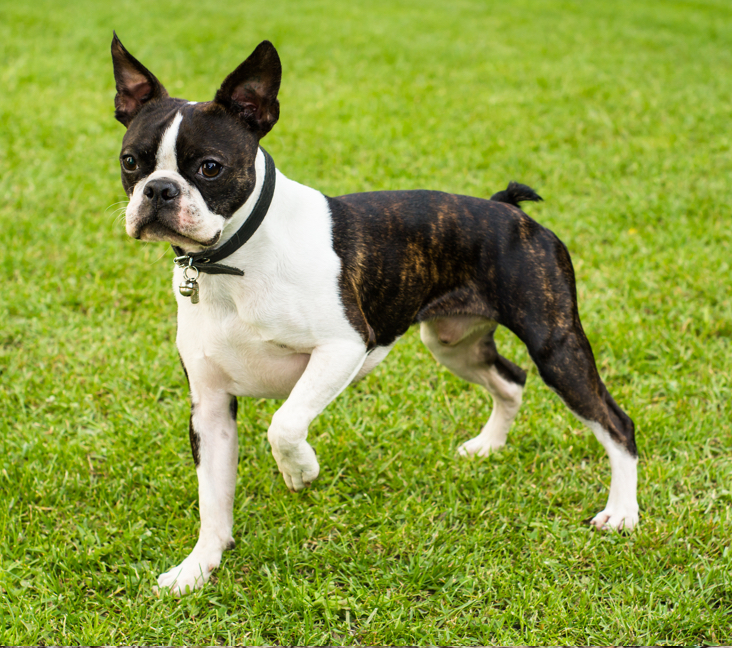 boston terrier adoptions near me