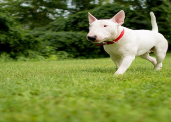 bull terrier puppies