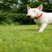 bull terrier puppies