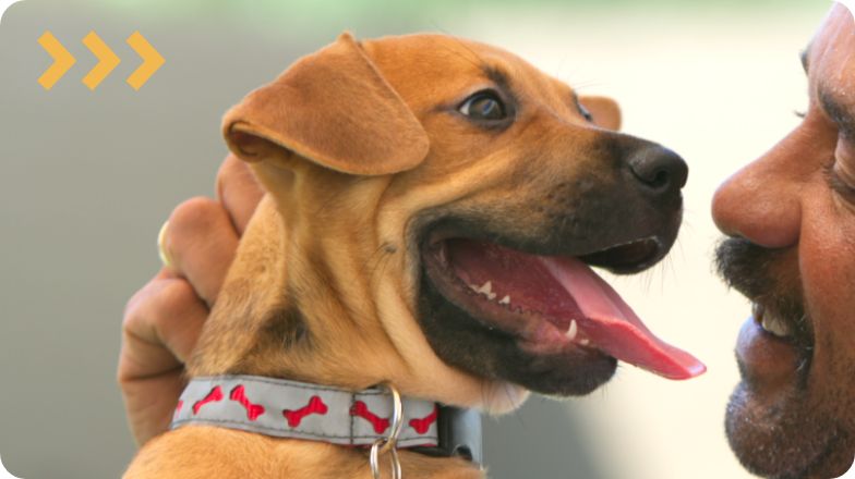 petsmart with dogs near me