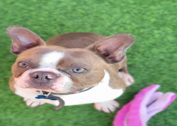 boston terrier breeders new england