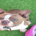 boston terrier breeders new england