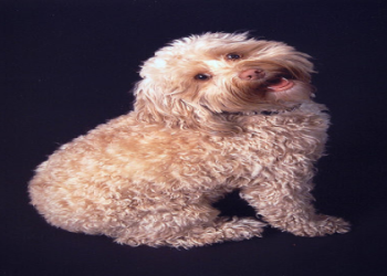 adult black cockapoo