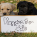 dog sale website