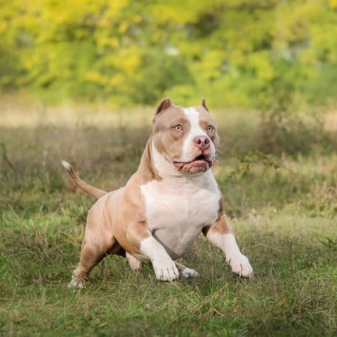 exotic pitbull dog