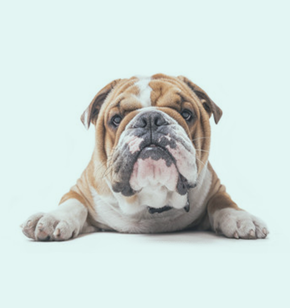 english bulldog puppies for sale in indiana