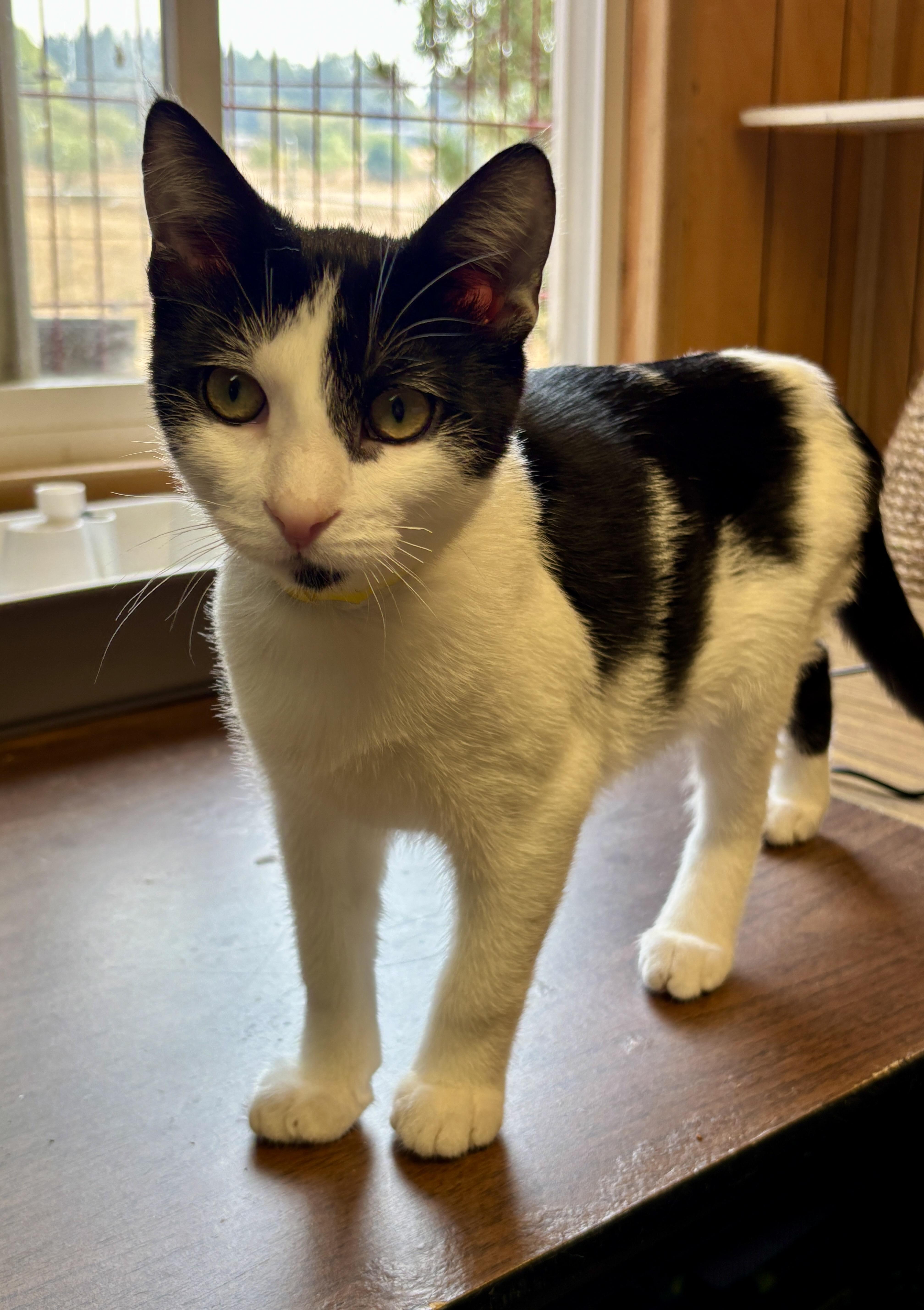 petfinder eugene oregon