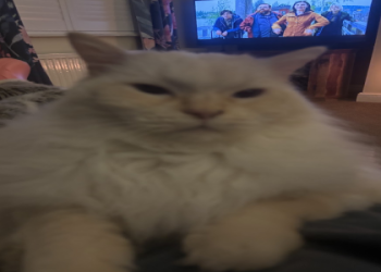 paws and whiskers pet services