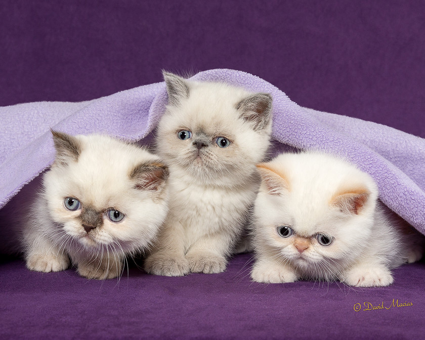 shorthair exotic cat for sale