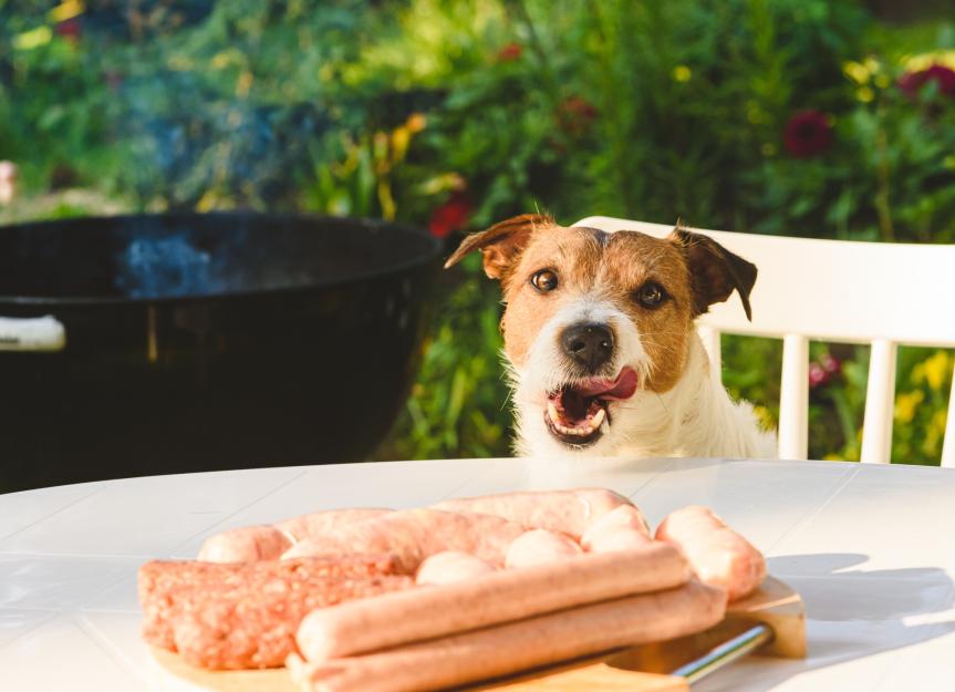 can puppies eat sausage
