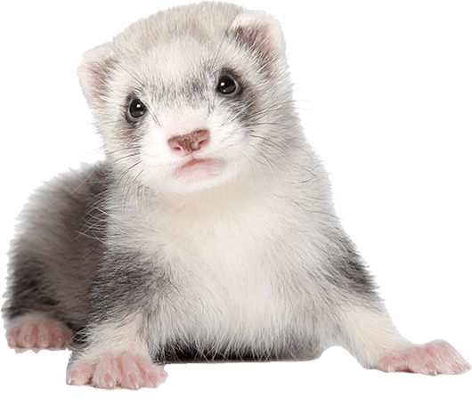 how much are ferrets at petsmart