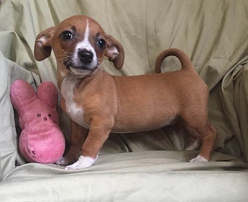 dachshund mixed with chihuahua for sale