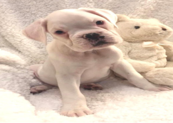 boxer puppies for sale in arizona