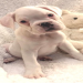 boxer puppies for sale in arizona