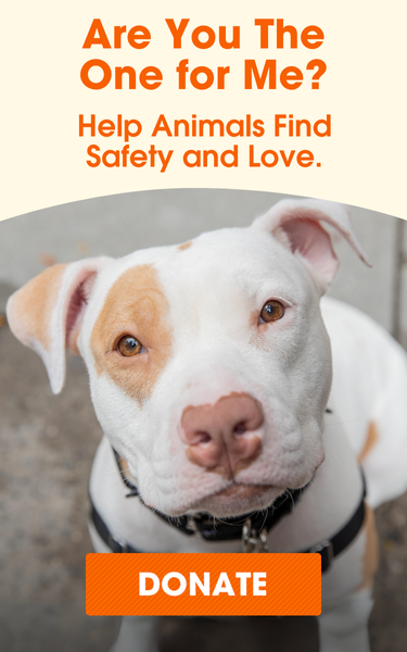 aspca adoption center nyc