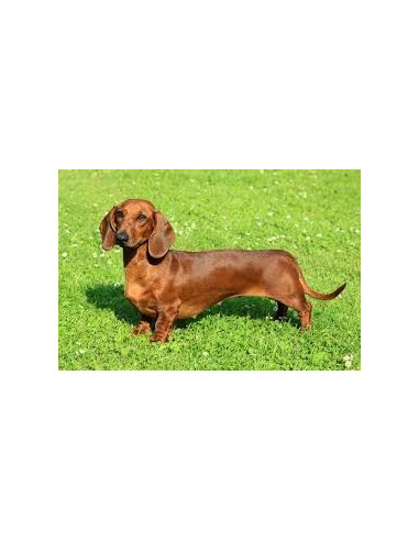 dachshund dog price in india