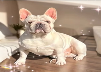 french bulldogs la