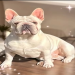 french bulldogs la