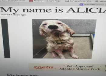 dogs on kill list near me