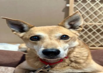 animal organizations near me