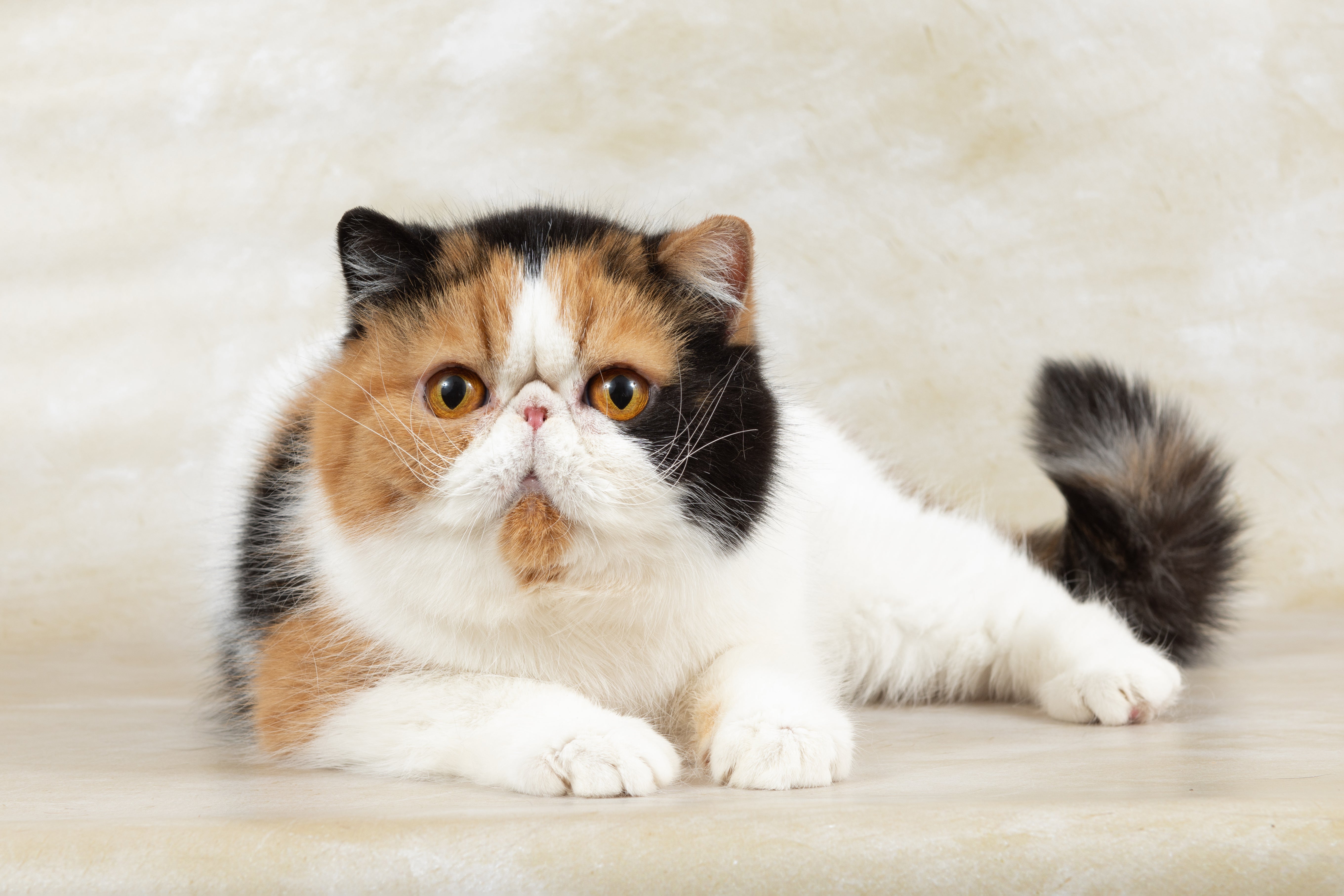 exotic shorthair cats near me