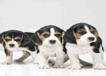 puppies for sale near me store