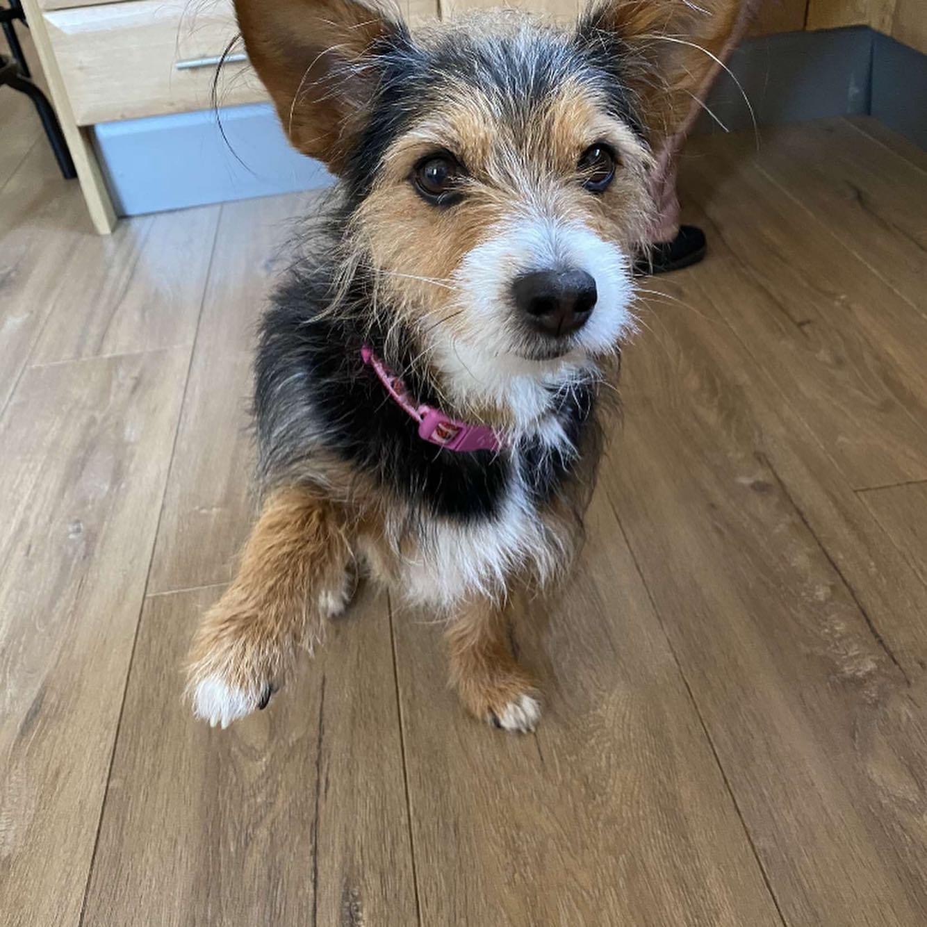 jack russell and yorkshire terrier mix