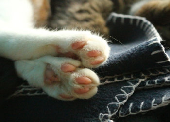 paw images