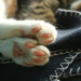 paw images
