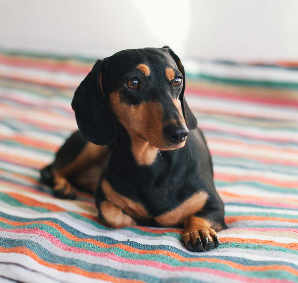 dachshund puppies for sale in indiana