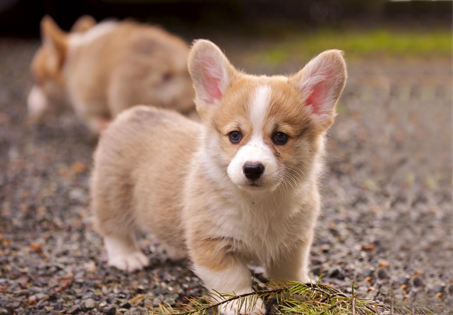 corgi breeders indiana