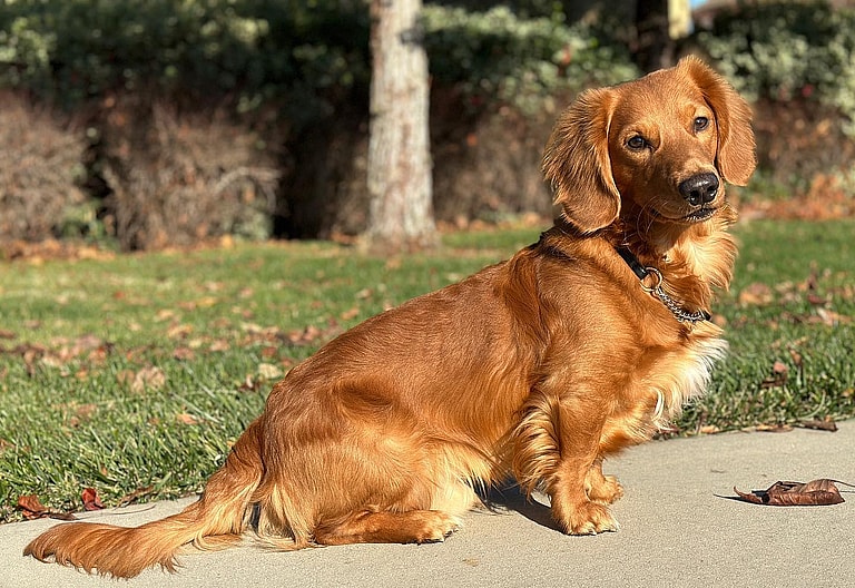 golden retriever cross dachshund