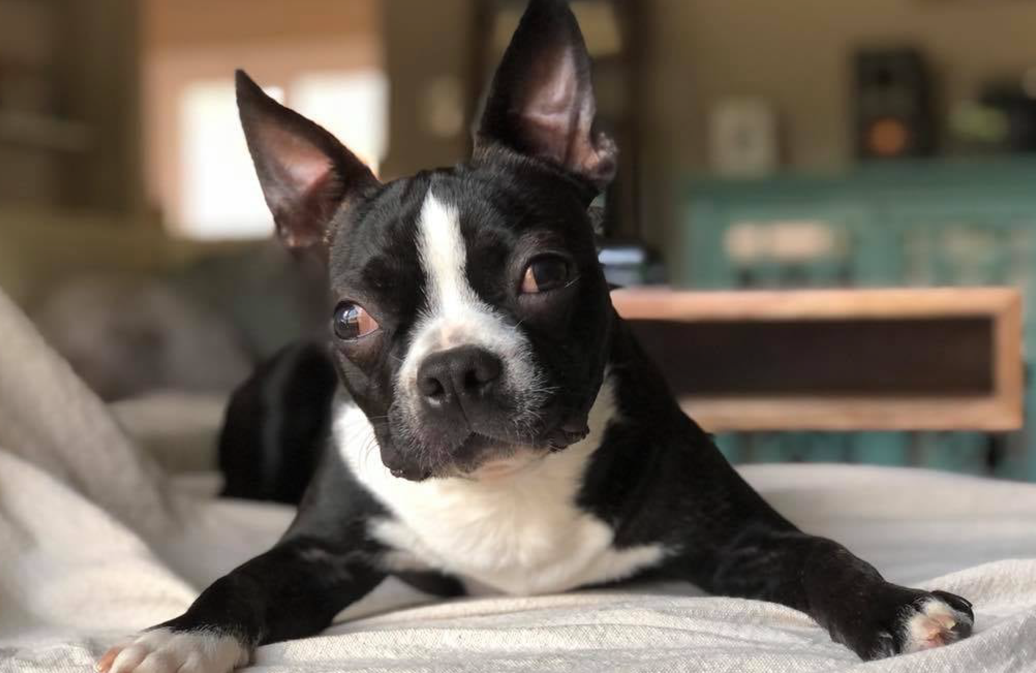 boston terrier adoptions near me