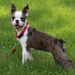 blue boston terrier