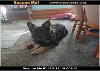 german shepherd puppies for rescue near me