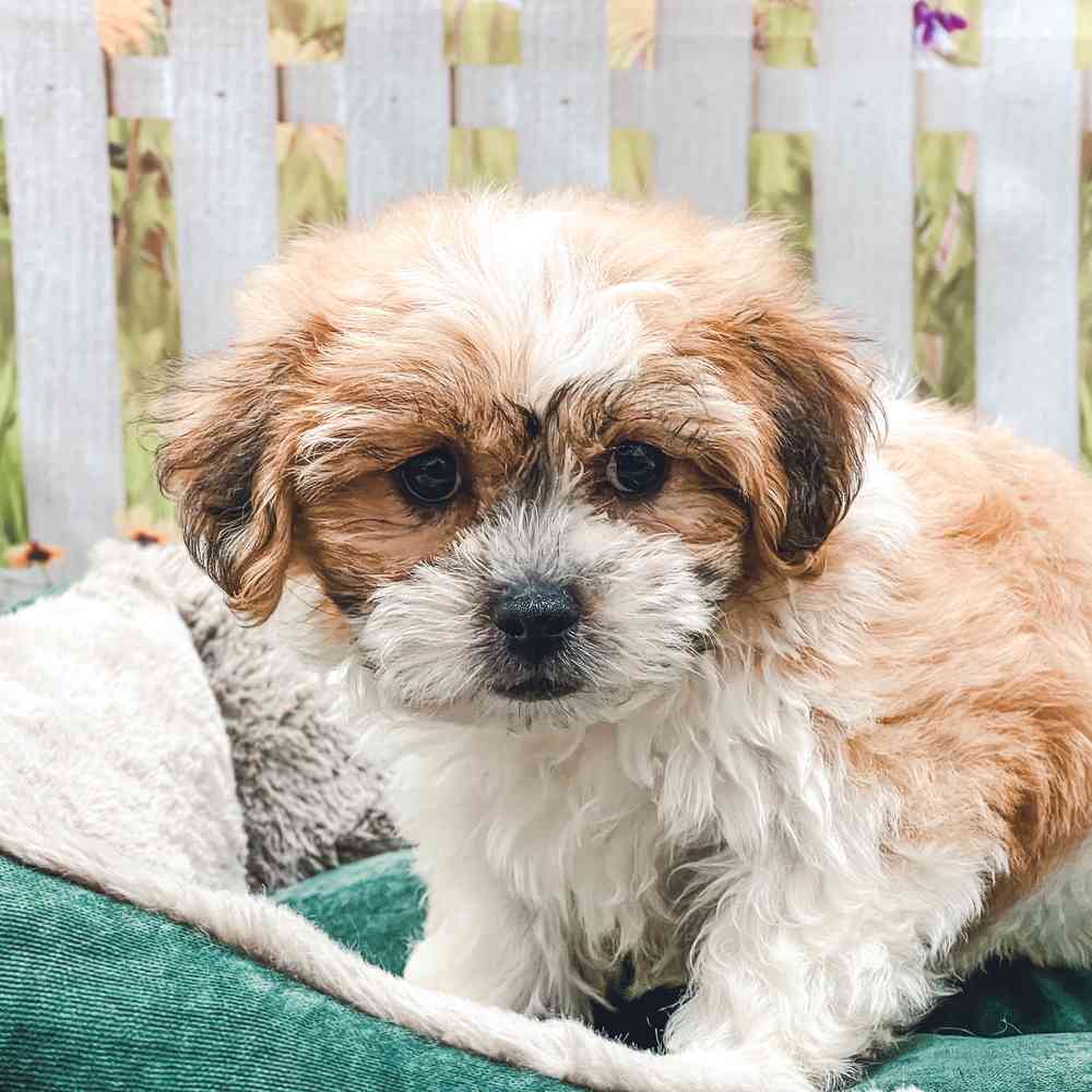 bichon frise shih tzu mix for sale