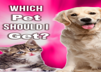should i get a cat or dog quiz